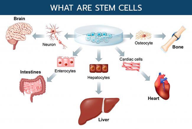 Stem cell therapy for your health: 4 things you need to know